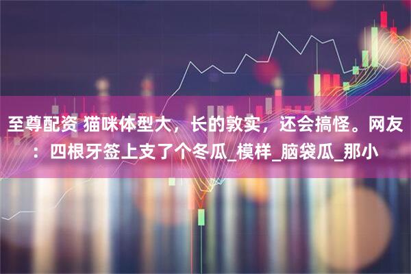 至尊配资 猫咪体型大，长的敦实，还会搞怪。网友：四根牙签上支了个冬瓜_模样_脑袋瓜_那小
