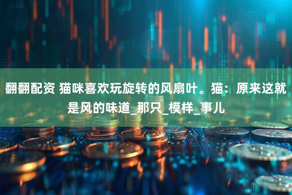 翻翻配资 猫咪喜欢玩旋转的风扇叶。猫：原来这就是风的味道_那只_模样_事儿